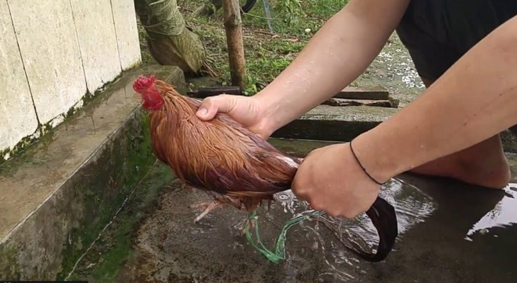 Kỹ thuật tắm cho gà chọi 